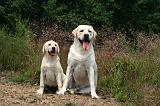 LABRADOR 1248